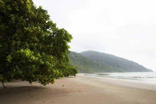 Die Wunder der Natur: Daintree Rainforest - Eine Reise durch die älteste Wildnis der Erde